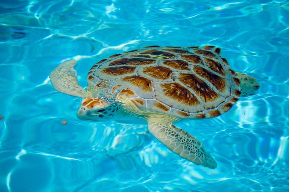 a sea turtle in clear water